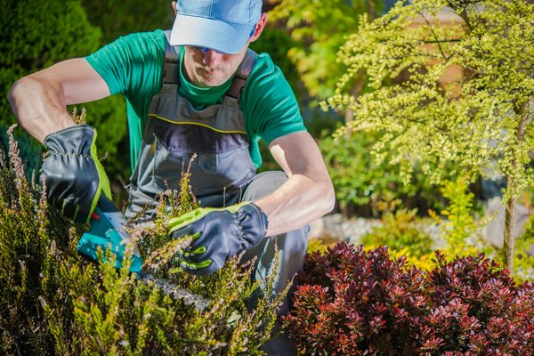 Jardinage facile : astuces et conseils pratiques